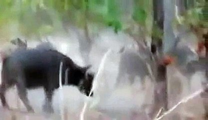 Unity by Buffaloes kicked away the Lions Watch Video