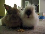 Bunnies Eating Contest: Fighting Over Honey Bunches of Oats