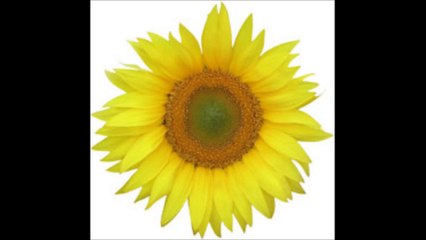 Hexane Solvent Extraction Plants, Process Flow Chart