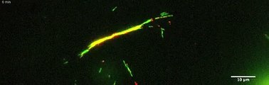 Microtubule fireworks | mechanochemistry.org