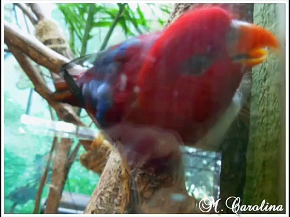 buin Zoo
