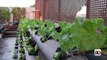 Rooftops reinvented - using Egyptian roofs as farm space