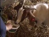 Feeding market goats on a Canadian farm