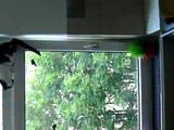 Katze und das angekippte Fenster