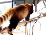 ココちゃん、セイタをチェックしながらお散歩です。☆円山動物園レッサーパンダ