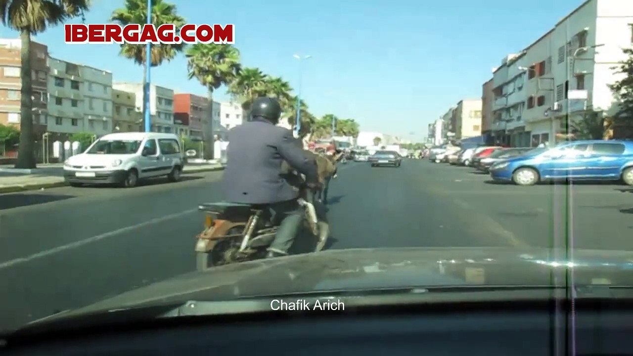 Maroc _ Après les vaches, les ânes se promènent à Casablanca الحمير تتجولون في الدار البيضاء