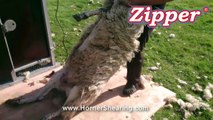 The Zipper Sheep Shearing machine