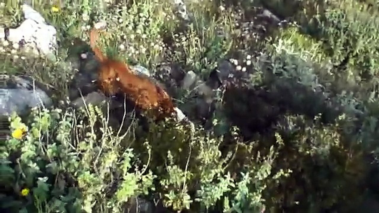 Ο ΜΑΞ (posavac) ΦΕΡΜΑΡΕΙ ΛΑΓΟ
