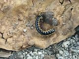 Ants attacking a millipede