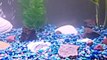 Platy , Molly , Swordtail ,  Gold algae eater in the fishy tank