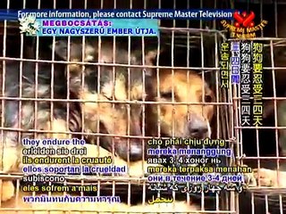 揭發野蠻的貓肉與狗肉交易市場 （Inside the Barbaric Dog and Cat Meat Trade ）