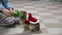 サンタうさぎSanta Claus Rabbit2011/12/23