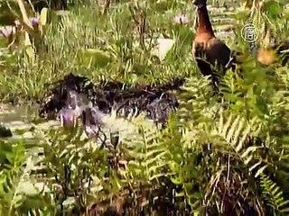 Уганда – рай для любителей птиц