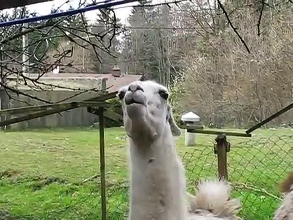 Lama cracheur