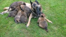 Malinois puppies / chiots