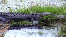 Mommy Gator ready to lay eggs