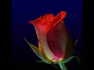 seni içimde intihar ettim