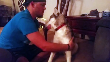 Un husky mal au point après avoir ingurgité un sac entier de marijuana