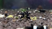 Taiwan Bee Black Zwerggarnelen - Shrimp Visions