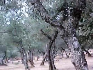 Cronica de una muerte anunciada