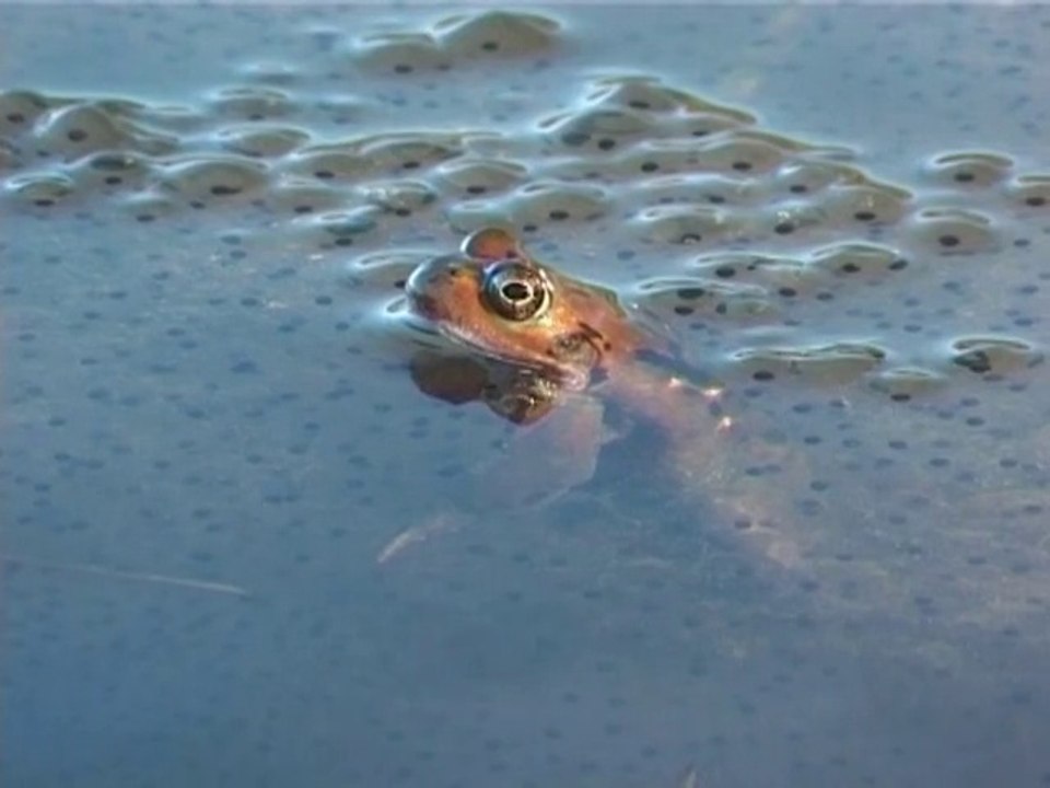Entre terre et eau : libellule, couleuvre, crapaud et grenouille