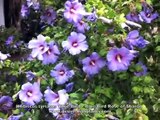 Hibiscus syriacus 'Blue Bird - Blue Bird Rose of Sharon