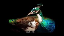 the most beautiful birds in the world - peacock compilation 2015 -HD-