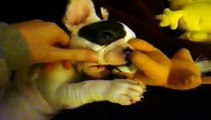 Lucas jugando: French bulldog - Bulldog frances