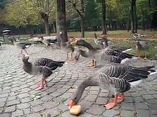 Parco di Legnano - L'invasione delle oche selvatiche!