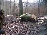 Holzrücken Forstseilwinde BGU FSW 4,5 M