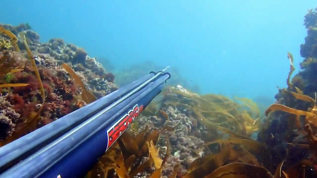 Chasse sous marine HD ( sar,balistes, saumon,bars)