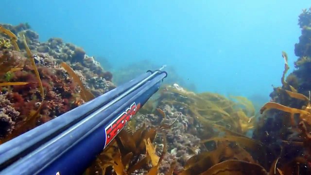 Chasse sous marine HD ( sar,balistes, saumon,bars)