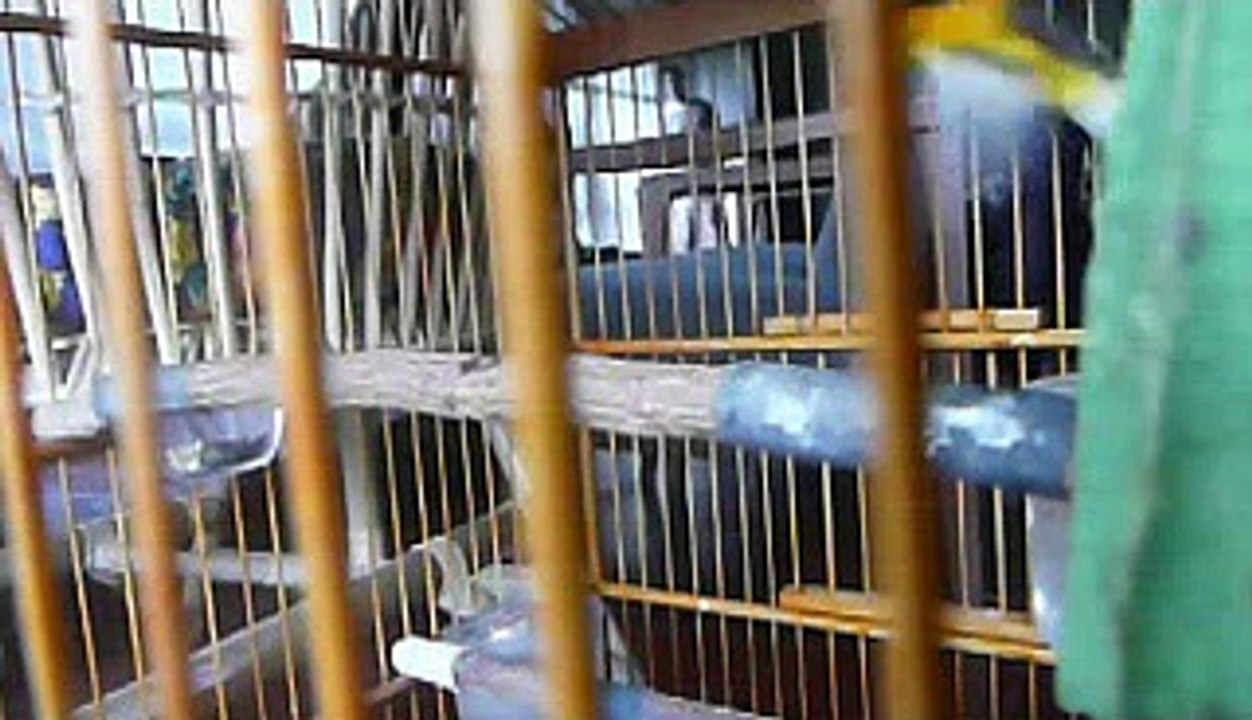 burung kenari over birahi.mp4