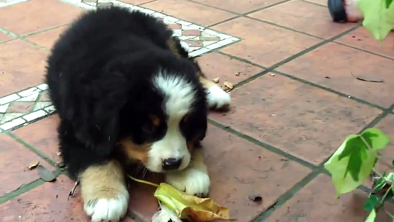 levi playing with a leaf