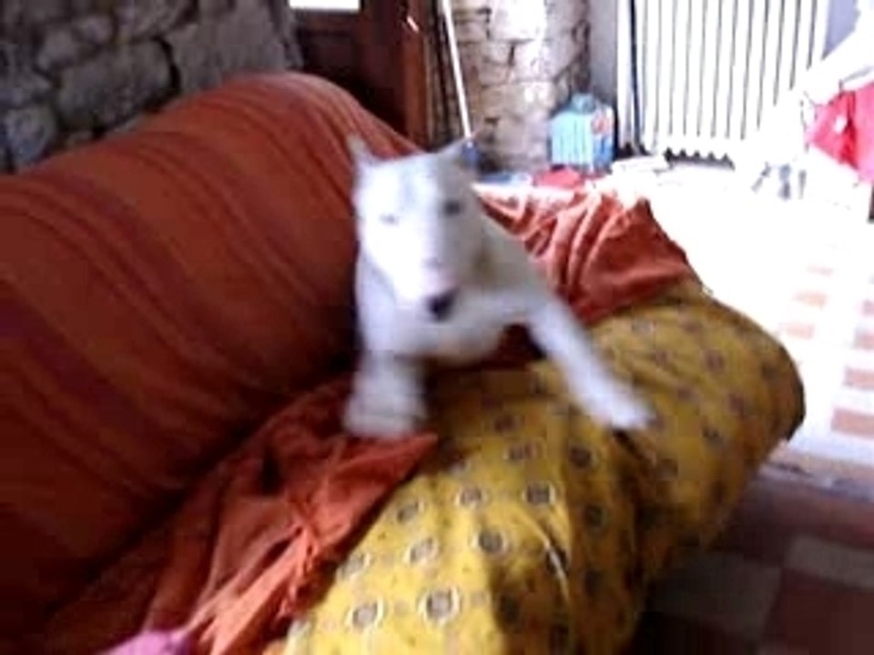 Cochon la tornade blanche