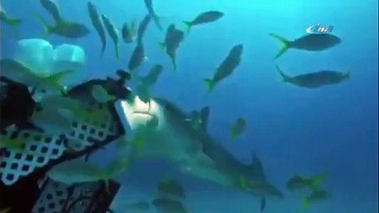 Çekmeyin kardeşim !