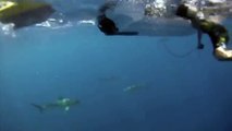 Kid Almost Bit by Shark while Swimming outside of Shark Tank!