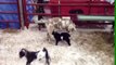 Cute baby animals - Funny baby goats jumping