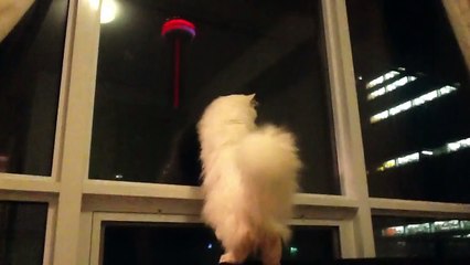 White Persian Cat Going Wild - Loui