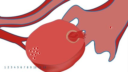 Menstrual Cycle and Pregnancy Animated