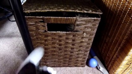 頭を使う猫～ここで笑えなかったらほかに笑える所はありません。Cat uses his head