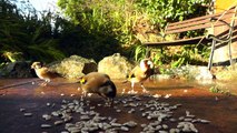Goldfinch Birds Ground Feeding - Bird Videos For People and Cats To Watch