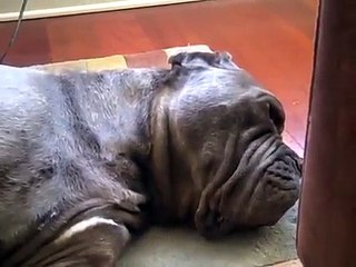 Neapolitan Mastiff Pleasantly Surprised