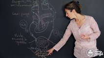 Paramètres physiologiques variant au cours d'un effort - SVT - Seconde - Les Bons Profs