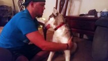 Siberian Husky Dog Gets stone after eating Marijuana