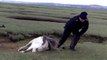Un homme sauve un cheval et son poulain
