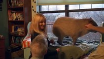 Training a Capybara to Accept Injections: Session 1