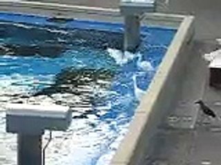 SeaWorld San Diego - Kalia and birds