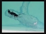 Film fourmilière en gel / Ant artists / Antworks -Observez les fourmis dans leur vivarium