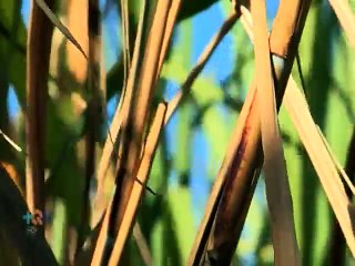 Conservas de chiverre, una dulce tradición